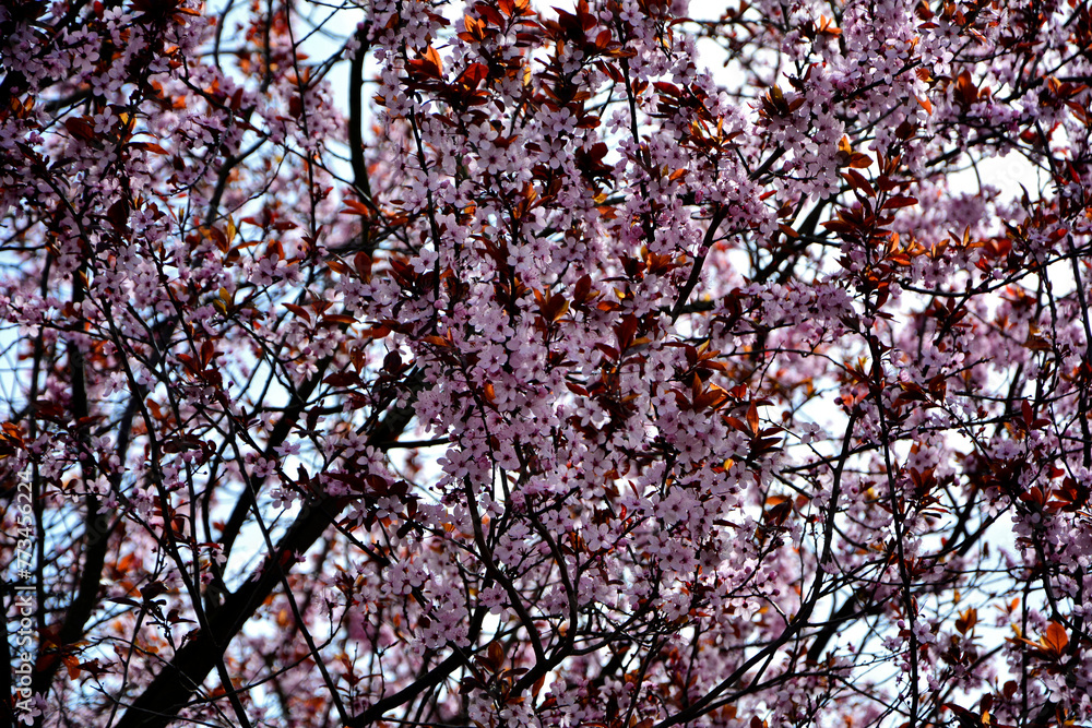 Drzewo z różowowymi kwiatami i czerwonymi liścmi, kwinąca śliwa wiśniowa ‘Pissardii’, Prunus cerasifera ‘Pissardii’, Simple pink flowers of Prunus cerasifera pissardii