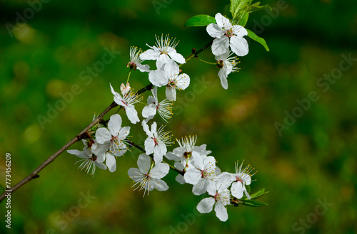 kwitnąca śliwa domowa mirabelka (Prunus domestica subsp. syriaca), Beautiful white flowers of a Mirabelle tree, Flowering fruit tree in spring. White small flowers of Mirabelle plum, cherry plum  © kateej