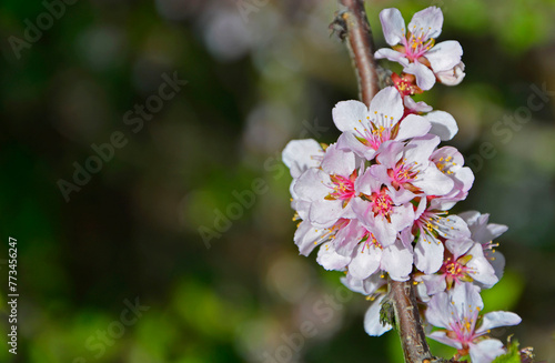 kwitn  ca wi  nia  r    owe kwiaty wi  ni na rozmytym tle  Cherry blossoms  Cerasus  