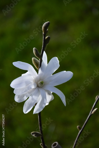 biała magnolia gwiaździsta , Magnolia stellata, duży kwiat magnoli gwiażdzistej zbliżenie, Close up of a large white flower of the magnolia, puszyste pąki kwiatowe photo