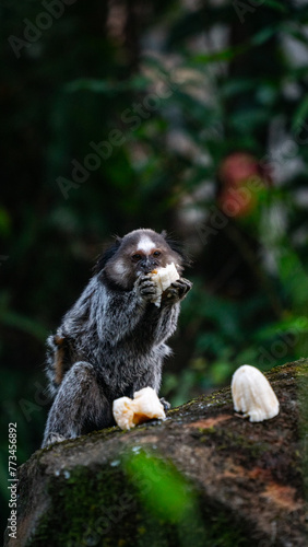 Macaco Sagui Banana Mata Atlântica Floresta Primata Pequeno Fauna Selvagem Alimentação Fruta Natureza Brasil Biodiversidade Arbóreo Árvore Folhagem Cipó Tropical Comportamento Animal Verde photo