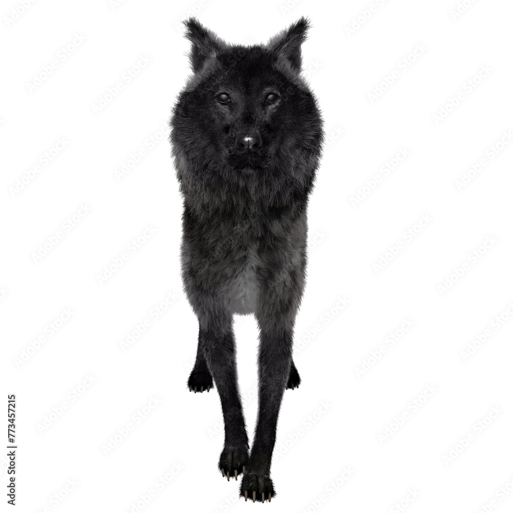 3D rendered black wolf illustration isolated on transparent background 
