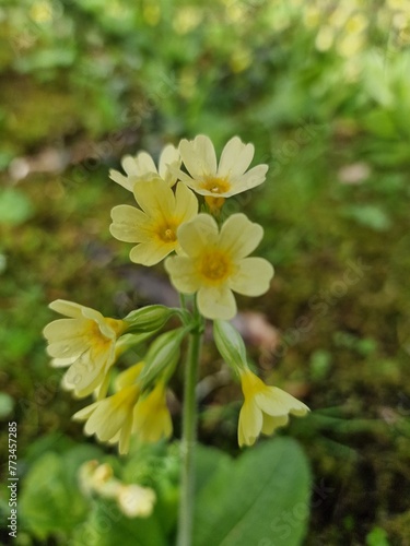 Yellow Flower