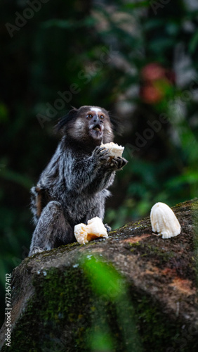 Macaco Sagui Banana Mata Atlântica Floresta Primata Pequeno Fauna Selvagem Alimentação Fruta Natureza Brasil Biodiversidade Arbóreo Árvore Folhagem Cipó Tropical Comportamento Animal Verde photo