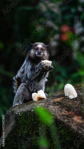 Macaco Sagui Banana Mata Atlântica Floresta Primata Pequeno Fauna Selvagem Alimentação Fruta Natureza Brasil Biodiversidade Arbóreo Árvore Folhagem Cipó Tropical Comportamento Animal Verde photo