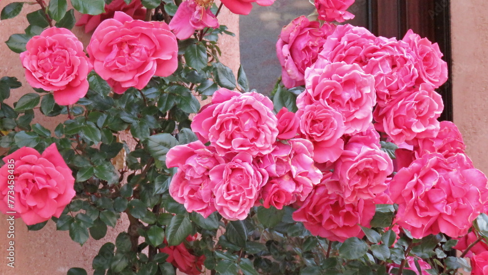 Obraz premium rose bush flowers red roses bouquet garden plants summer spring vegetation perfume