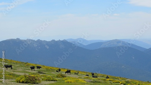 cows grazing sierra guadarrama green spring cattle mountains ecological madrid photo
