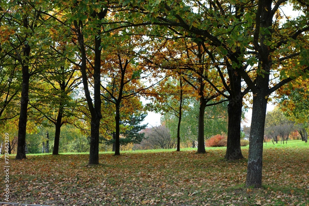Fototapeta premium Piece of forest with deciduous trees with natural cluster of edible mushrooms