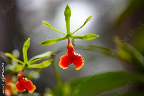 Flower of the orchid Epidendrum pseudepidendrum photo