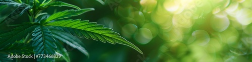close up of cannabis plant with green background banner Generative AI photo
