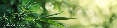 banner for advertising and sales of cannabis products, closeup of leaves and buds Generative AI