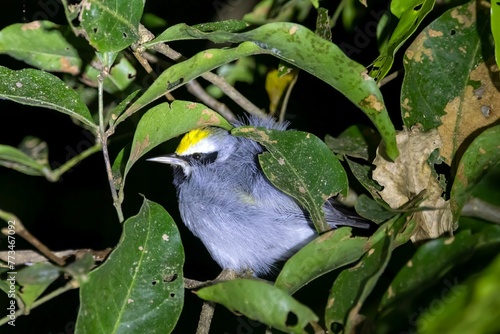 Golden winged warbler, Vermivora chrysoptera, in a tree photo