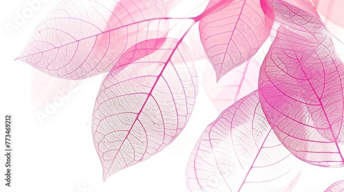 botanical print leaf outline and silhouette modern pink and white --ar 16 9 Job ID  d61e7afc-21d0-440d-828c-83e071a0104e