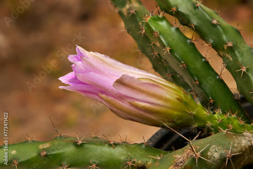 Fototapeta Naklejka Na Ścianę i Meble -  A small pink flower is growing on a cactus