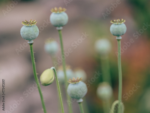 poppy seed heads