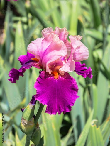 Bright purple iris flower in the garden