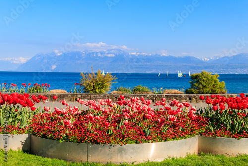 Beautiful colourful spring tulips on the background of Alps Mountains and Lake Geneva in Morges, Switzerland
