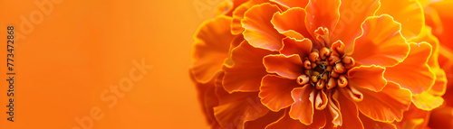 A close up of a flower with orange petals. The flower is the main focus of the image, and it is surrounded by a bright orange background. Concept of warmth and vibrancy