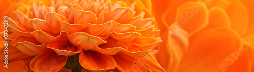 A close up of a single orange flower with a yellow background. The flower is the main focus of the image  and the yellow background adds a warm and inviting touch. Scene is cheerful and uplifting