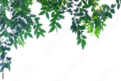 A Tropical tree with leaves branches on white isolated background for green foliage backdrop 