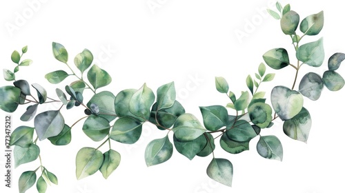 Beautiful watercolor painting of eucalyptus leaves on a white background. Perfect for botanical illustrations or nature-themed designs