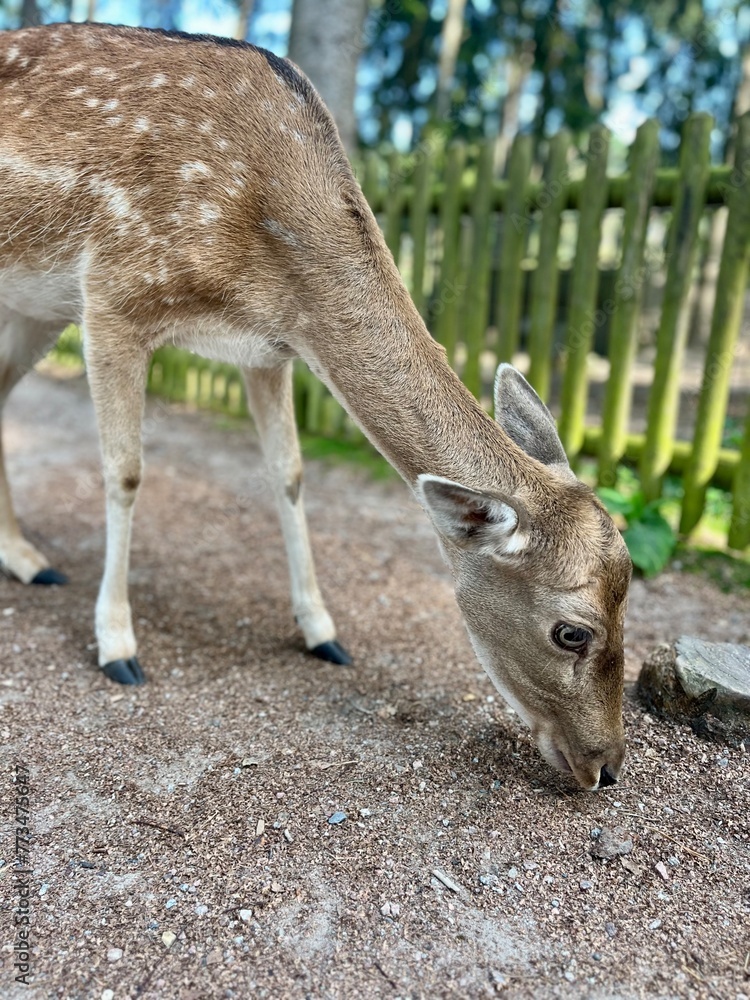 Fototapeta premium Cute deer in the park