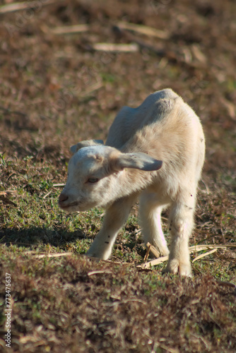 White cute domestic young goat kid livestock in dry grass field close up 3