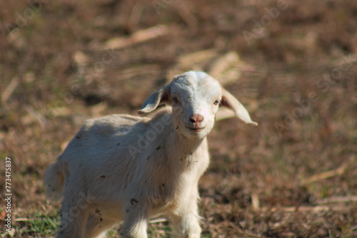 White cute domestic young goat kid livestock in dry grass field close up 7