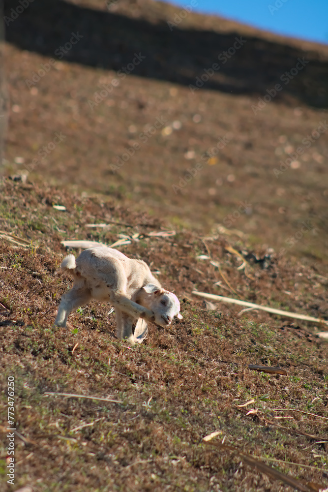 White cute young goat kid livestock in open field landscape 2 White cute young goat kid livestock in open field landscape 2