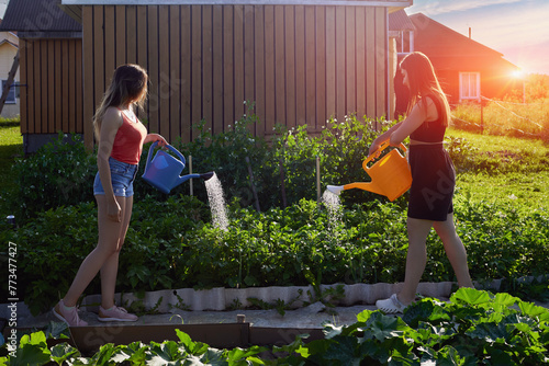 Growing vegetables on plot in front of country house, two young Caucasian women watering plants from garden watering cans at sunset in summer. photo