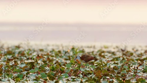 African Jacana Walking on Water Weeds and Foraging in Chobe National Park, Botswana photo