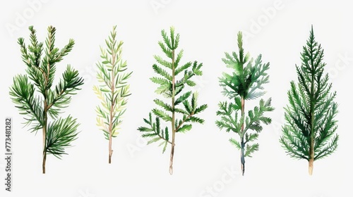 A collection of four different types of trees. Ideal for nature and environmental concepts