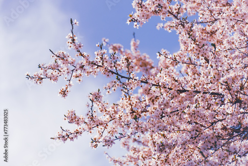Kwitnące drzewo na wiosnę