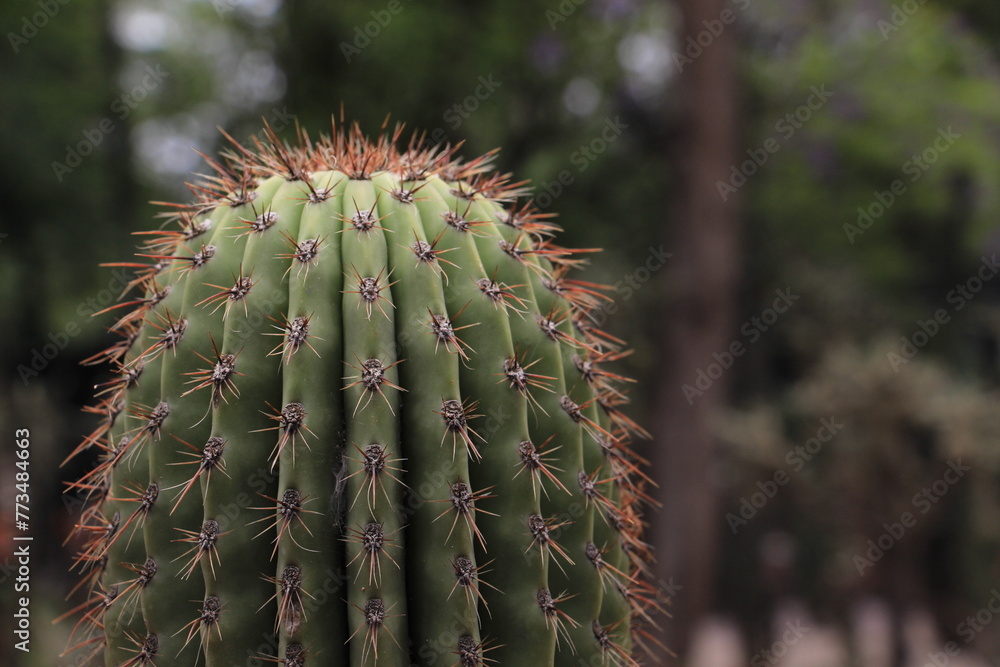 Cactus organo Cactus organo