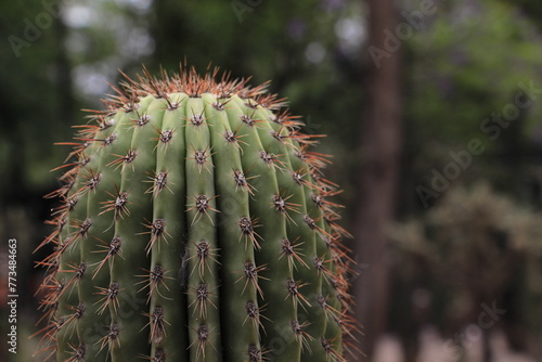 Cactus organo photo