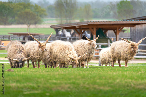 A herd of pasturing sheep with big horns on a farm field