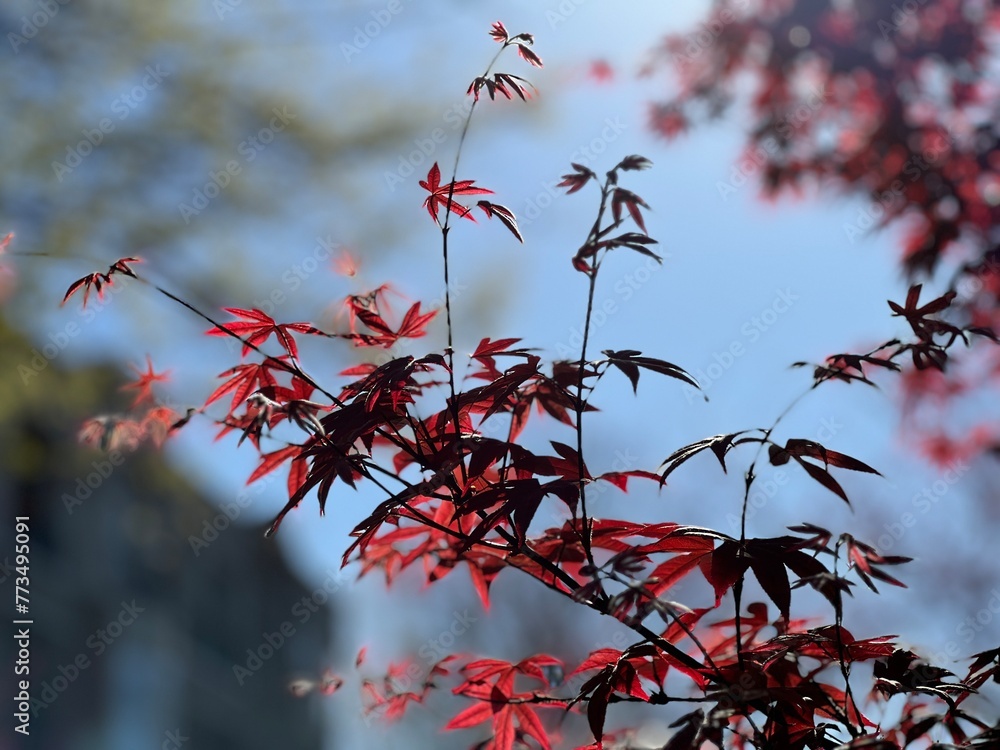 Beautiful red Japanese Maple tree branch in spring Beautiful red Japanese Maple tree branch in spring