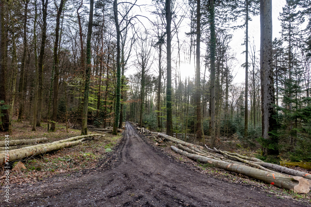 Frisch gefällte Bäume im Mischwald Frisch gefällte Bäume im Mischwald