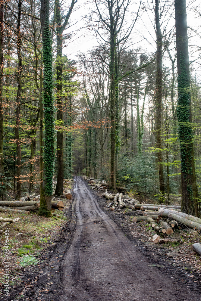 Obraz premium Frisch gefällte Bäume im Mischwald