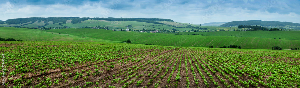 view of hills landscape perspective with rows in sugar beet field