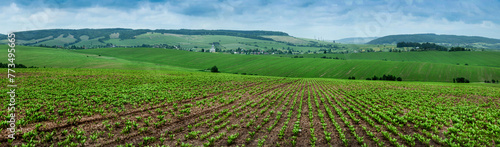 view of hills landscape perspective with rows in sugar beet field