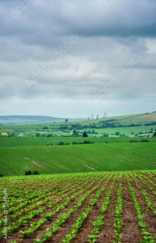 rows of sugar beets in a field on a hill landscape with a cloudy sky