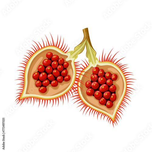 vector illustration, Urucum or Bixa orellana, isolated on white background.