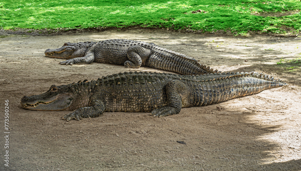 Fototapeta premium Everglades, Florida, USA - July 29, 2023: Closeup, 2 alligators on dirt with closed jaws