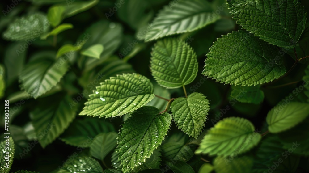 Close up of vibrant green leaves, perfect for nature backgrounds Close up of vibrant green leaves, perfect for nature backgrounds