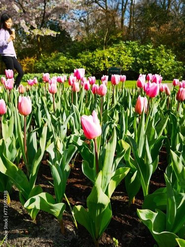 pink tulips in the garden