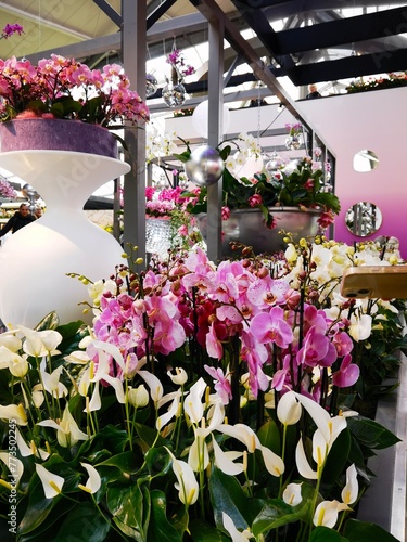 floristic, orchid and other beautiful flowers