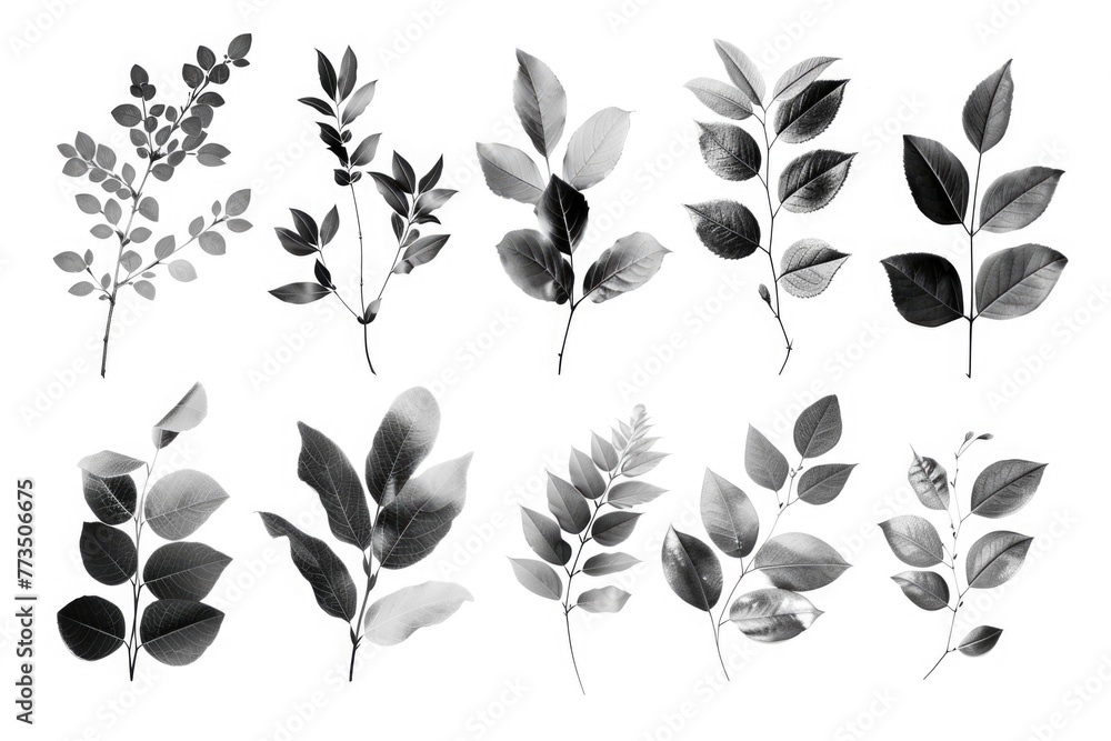 Different types of leaves on a plain white backdrop, suitable for various design projects - obrazy, fototapety, plakaty 