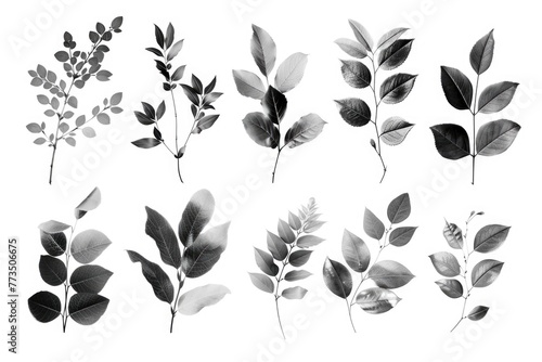 Different types of leaves on a plain white backdrop, suitable for various design projects