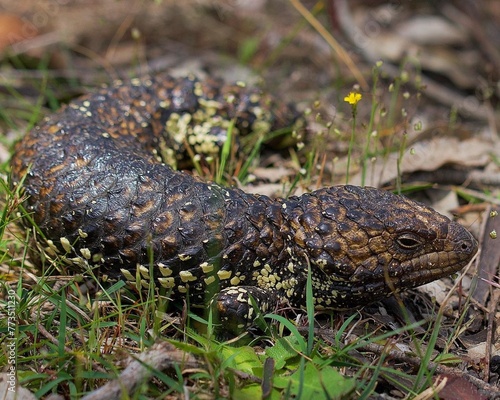 Tiliqua rugosa, most commonly known as the shingleback skink or bobtail lizard, is a short-tailed, slow-moving species of blue-tongued skink endemic to Australia.
